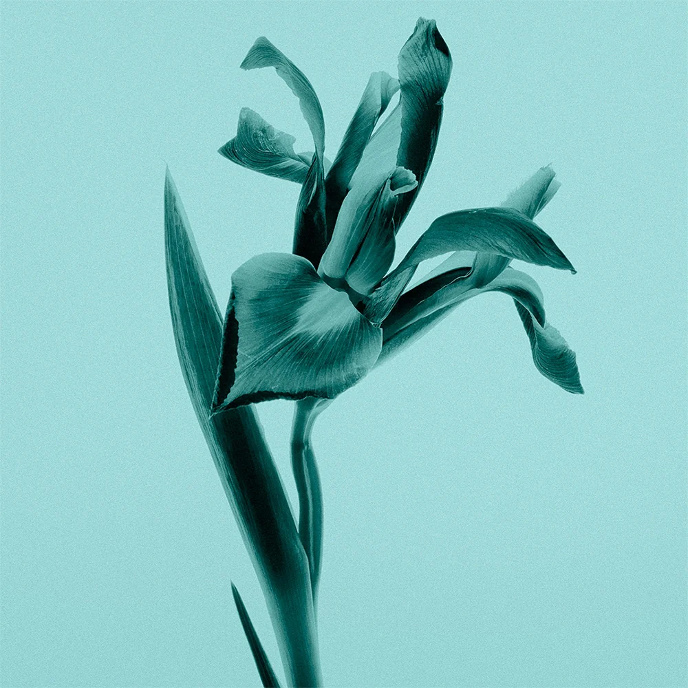 Tiffany & Co. Tiffany & Co. 200 ml - Image 3